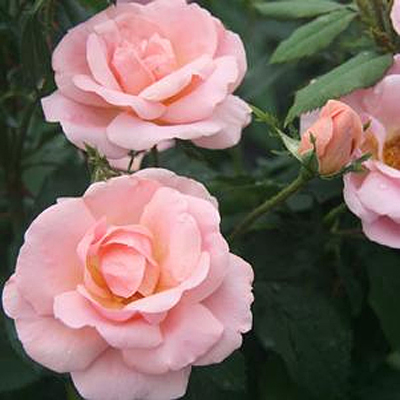 Rosa 'Peachy Knock Out'