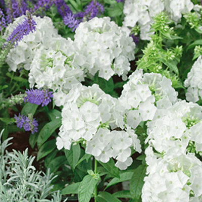 Phlox p. 'Peacock White'
