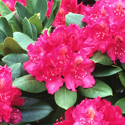 Rhododendron 'Pearce's American Beauty'