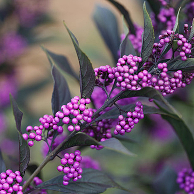 Callicarpa x 'Pearl Glam'