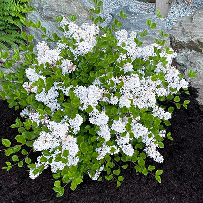 Syringa m. 'Pearl Potion'