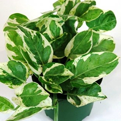 Epipremnum 'Pearls & Jade'