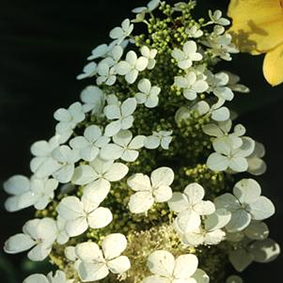 Hydrangea q. 'Pee Wee'