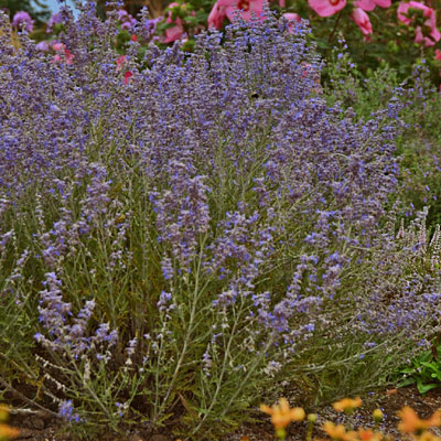 Perovskia a. 'Peek-a-Blue'
