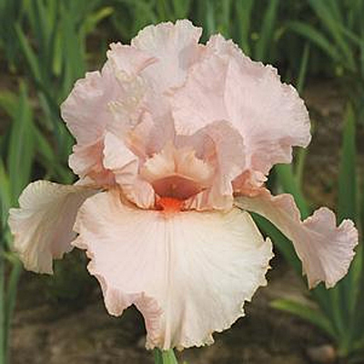 Iris g. 'Peggy Sue'