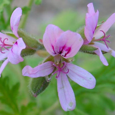 Pelargonium citrosum