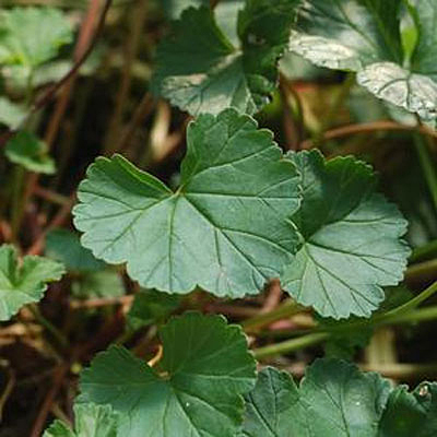 Pelargonium grossularioides