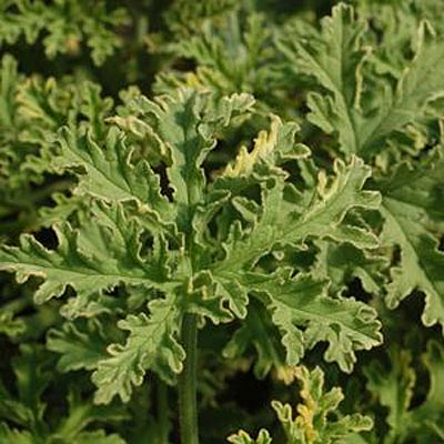 Pelargonium graveolens 'Lady Plymouth'