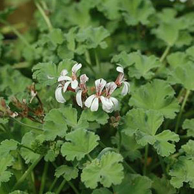 Pelargonium odoratissimum