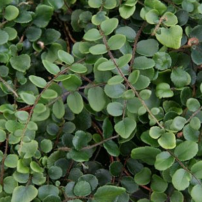 Pellaea rotundifolia