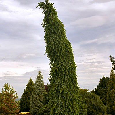 Picea om. 'Pendula Bruns'
