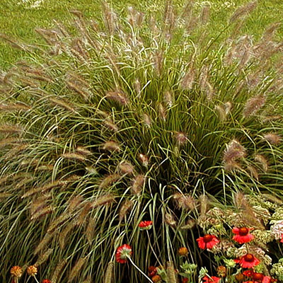 Pennisetum alopecuroides