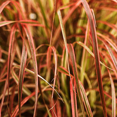 Pennisetum setaceum 'Fireworks'