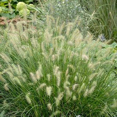 Pennisetum a. 'Hameln'