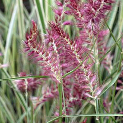 Pennisetum o. 'Karley Rose'