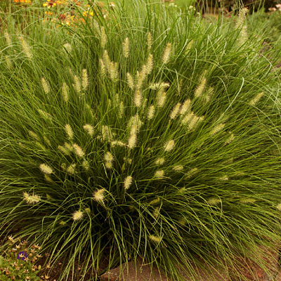 Pennisetum a. 'Little Bunny'