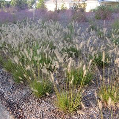 Pennisetum a. 'Piglet'