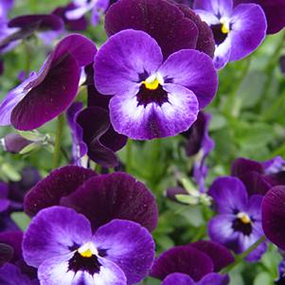 Viola x 'Penny Denim Jump-Up'