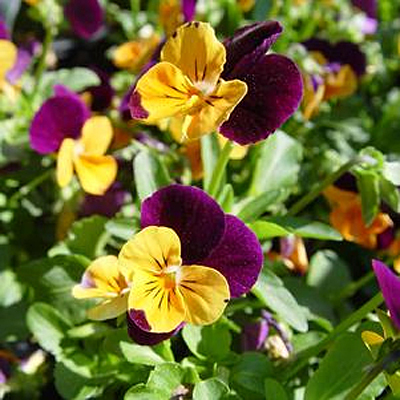 Viola x 'Penny Orange Jump-Up'