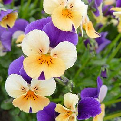 Viola x 'Penny Peach Jump-Up'