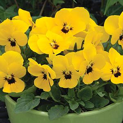 Viola x 'Penny Yellow Blotch'
