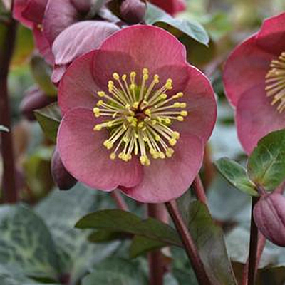 Helleborus x 'Frostkiss Penny's Pink'