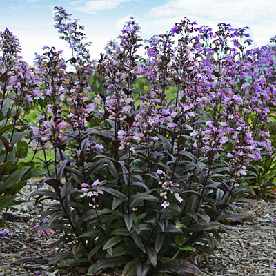 Penstemon d. 'Blackbeard'