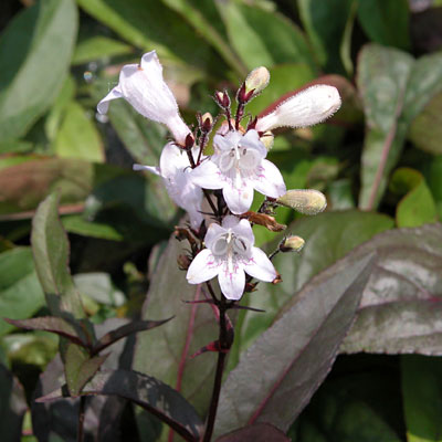 Penstemon d. 'Husker Red'