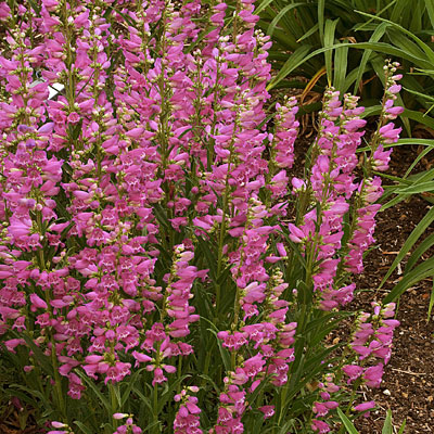 Penstemon b. 'Prairie Dusk'