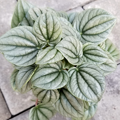 Peperomia 'Frost'