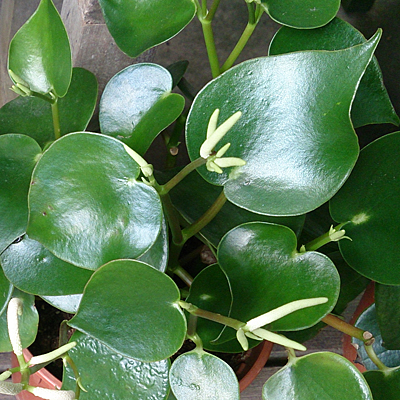 Peperomia polybotrya 'Raindrop'