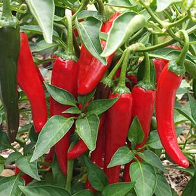 Pepper 'Cayennetta'