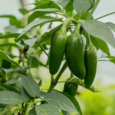 Pepper 'Conchos'