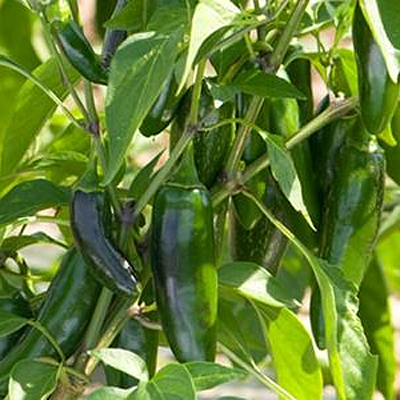 Pepper 'Jalafuego'