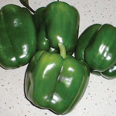 Pepper 'Revolution'