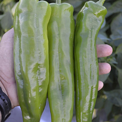Pepper 'Spitfire'