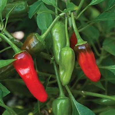 Pepper 'Tabasco'