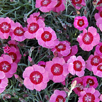Dianthus x 'Peppermint Star'