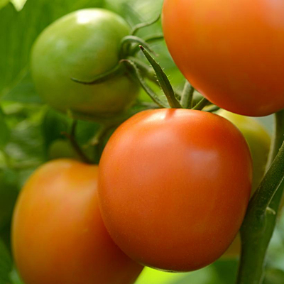 Tomato 'Perfect Flame'