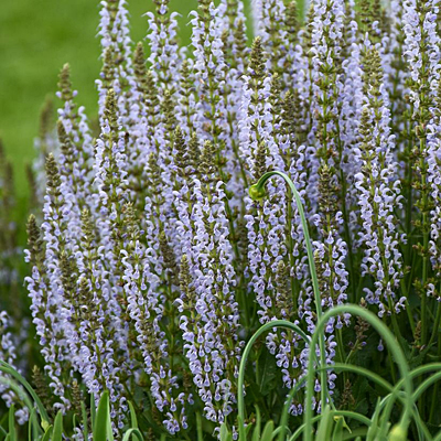 Salvia x 'Perfect Profusion'