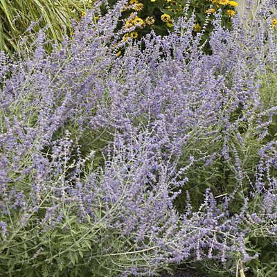 Perovskia atriplicifolia