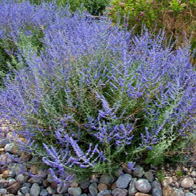 Perovskia a. 'CrazyBlue'