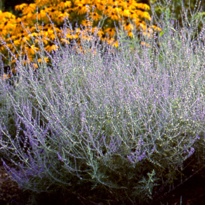 Perovskia a. 'Filigran'