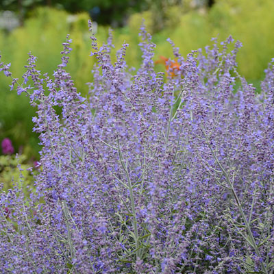 Perovskia a. 'Rocketman'