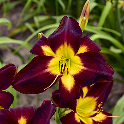 Hemerocallis 'Persian Ruby'