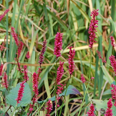 Persicaria amplexicaulis 'Firetail'