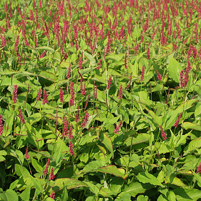 Persicaria amplexicaulis 'Inverleith'