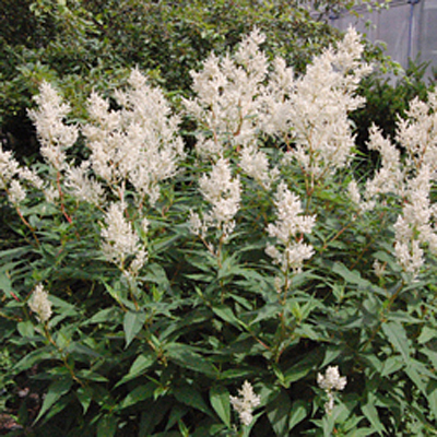 Persicaria polymorpha