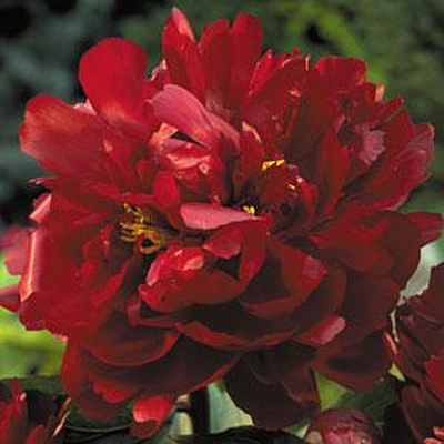 Paeonia l. 'Peter Brand'