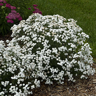 Achillea p. 'Peter Cottontail'